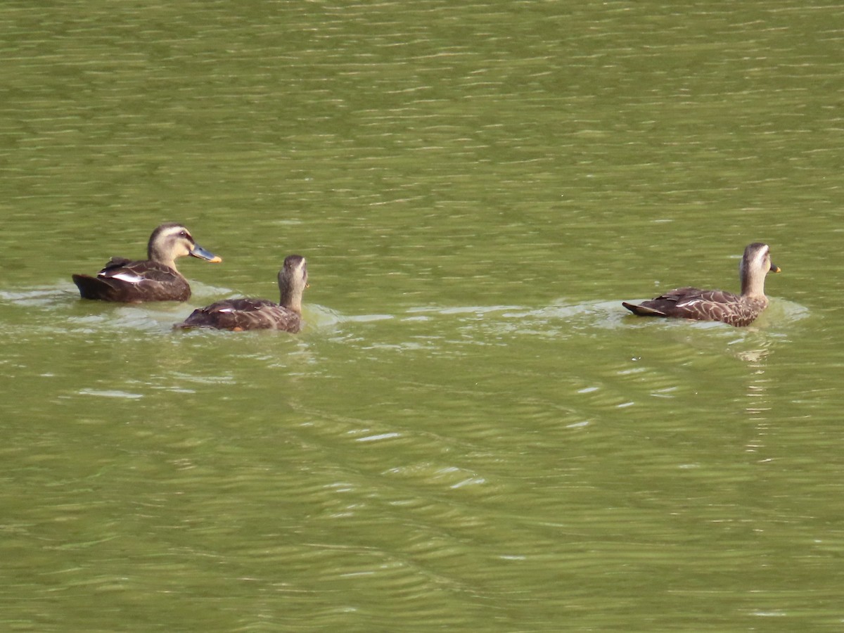 Зэрлэгшир нугас - ML646637416