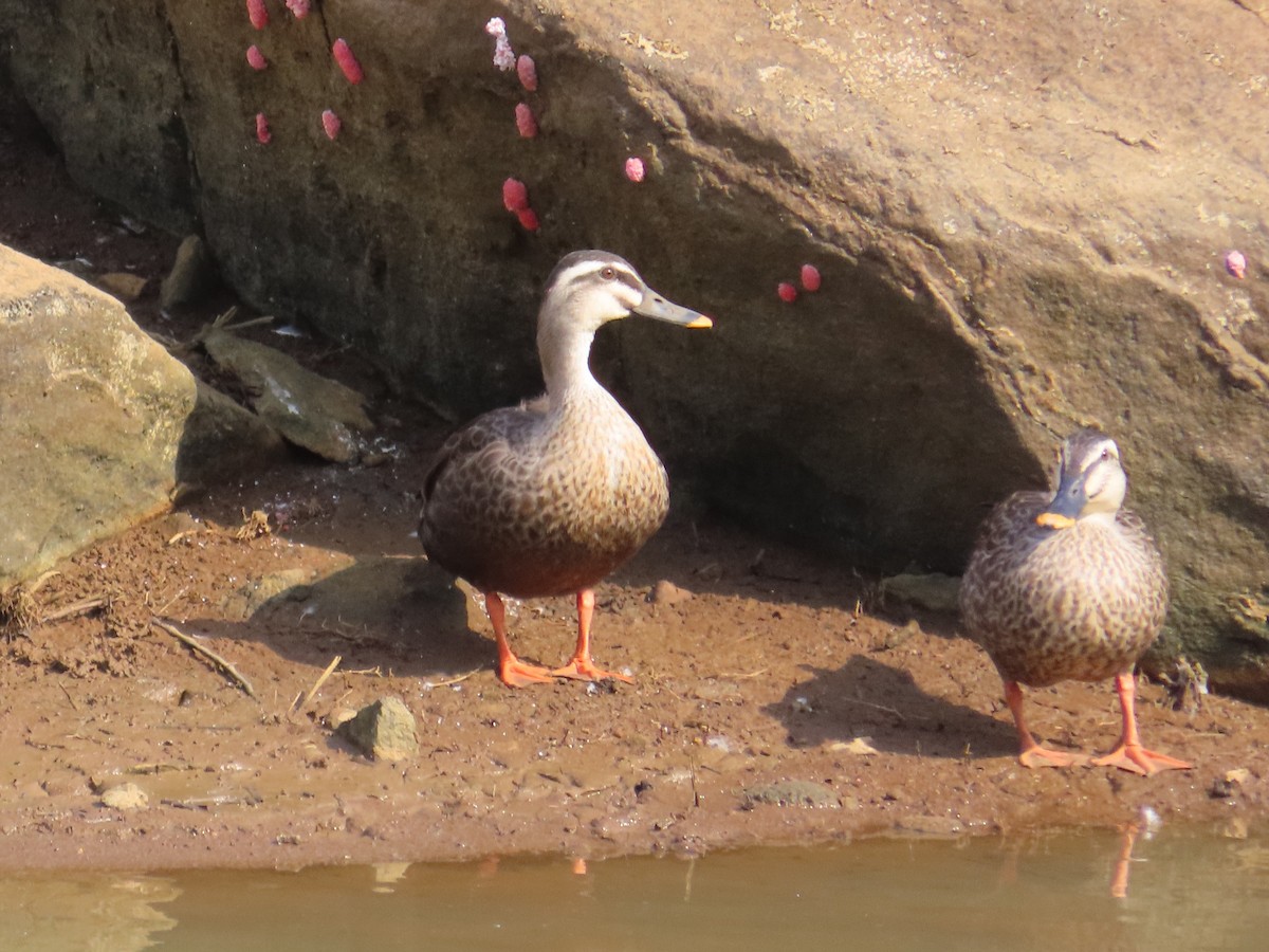 Зэрлэгшир нугас - ML646637417