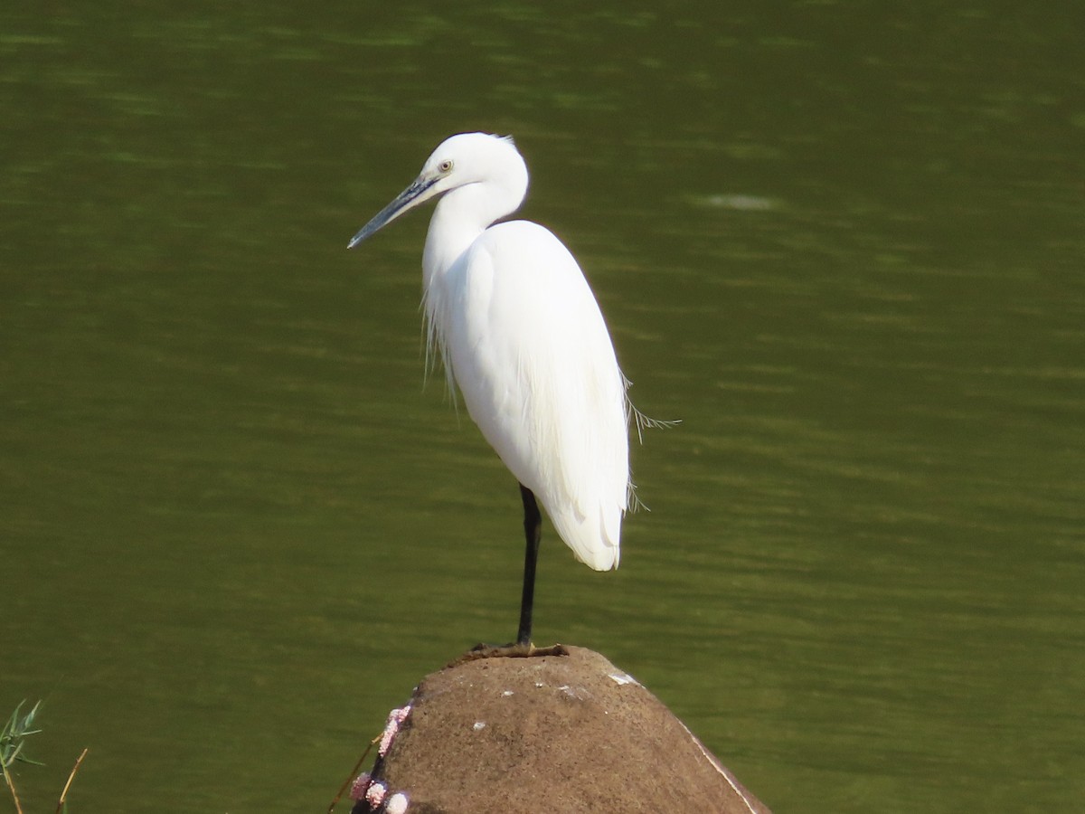 Хурган дэглий - ML646637426