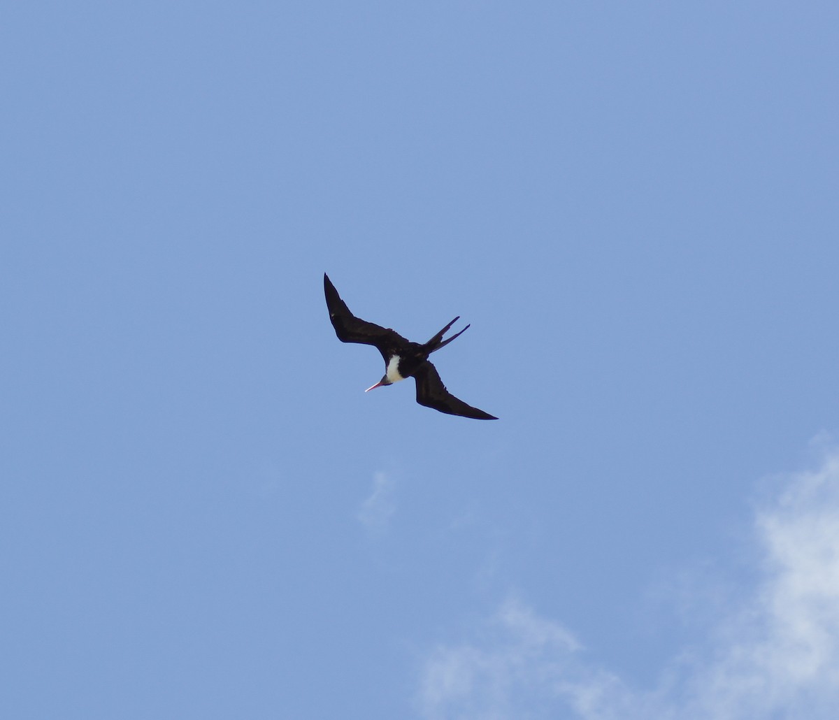 軍艦鳥 - ML646637427