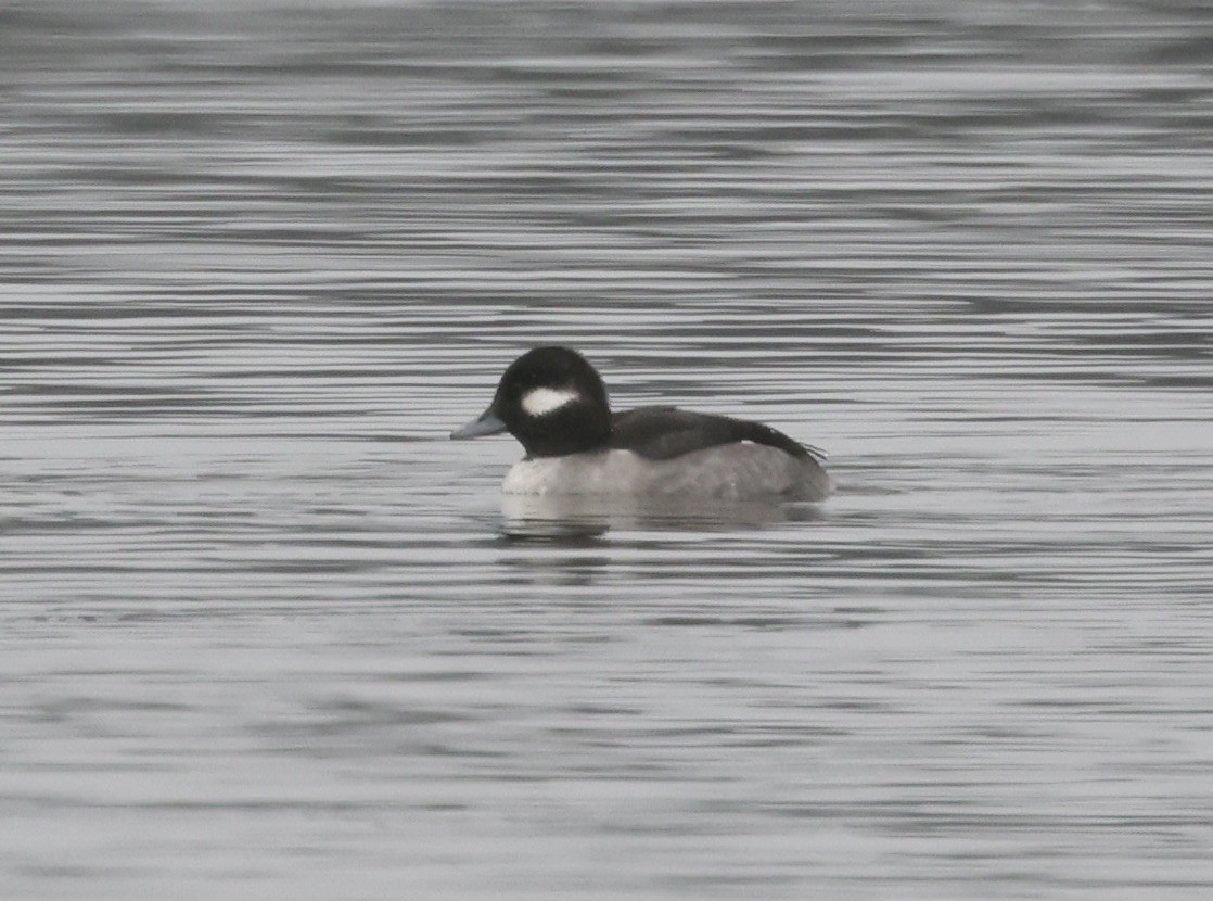 Bufflehead - ML646637434