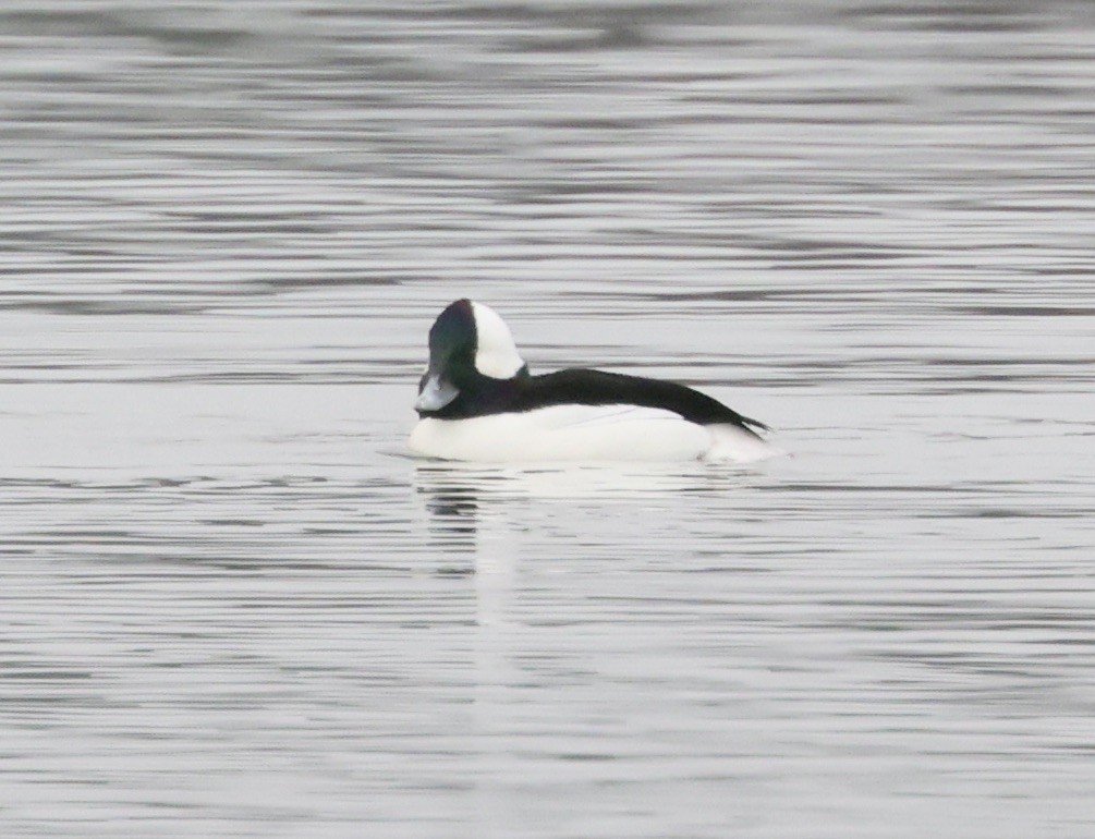 Bufflehead - ML646637439