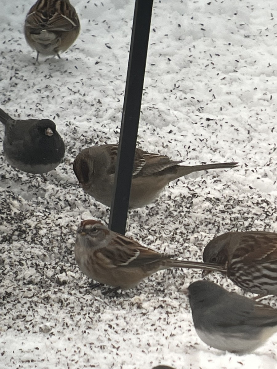 White-crowned Sparrow - ML646637440