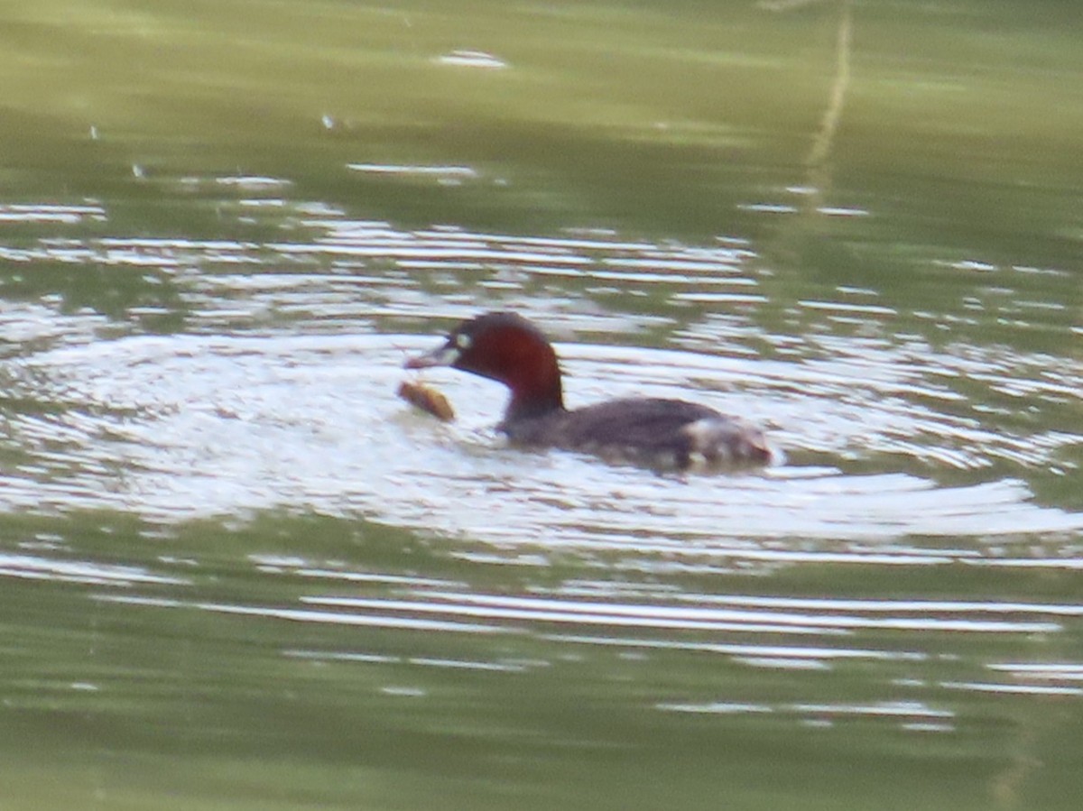 Хурган шунгуур - ML646637441