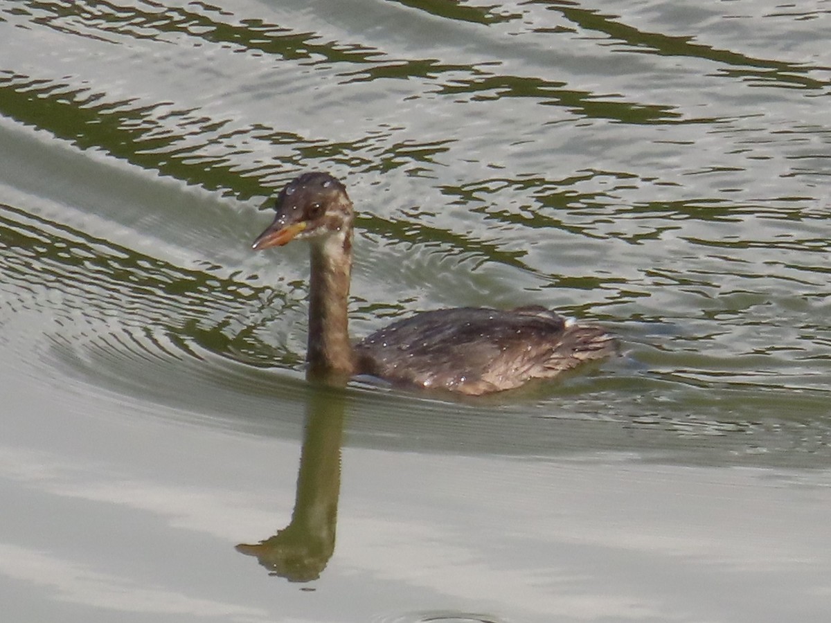 Хурган шунгуур - ML646637442