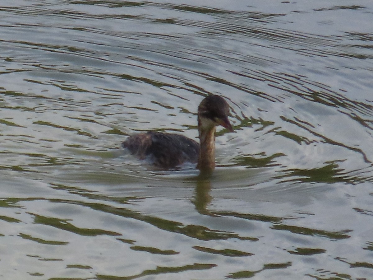 Хурган шунгуур - ML646637443