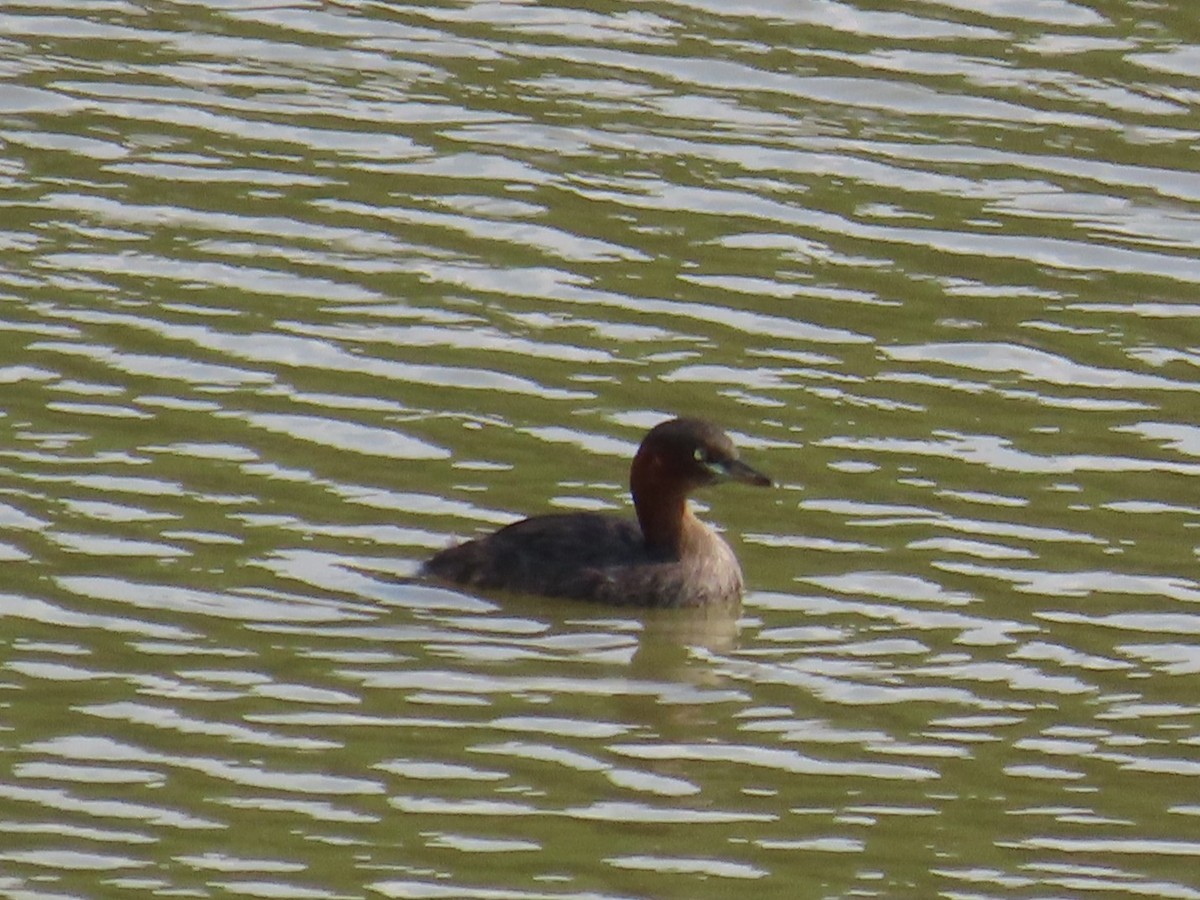 Хурган шунгуур - ML646637444