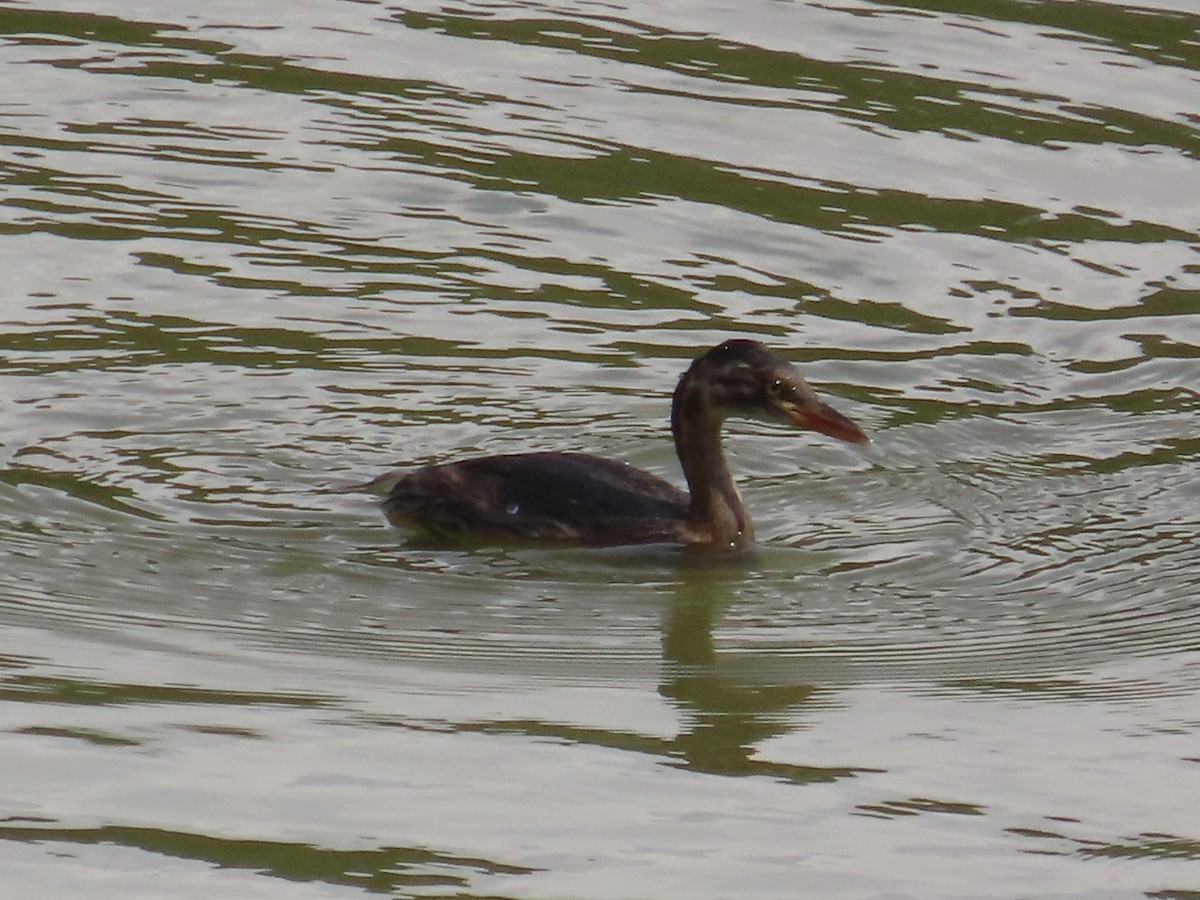 Хурган шунгуур - ML646637445