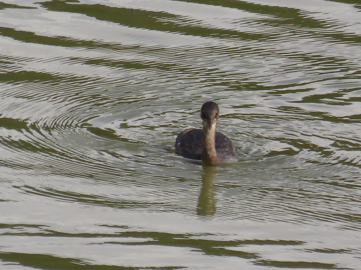 Хурган шунгуур - ML646637446