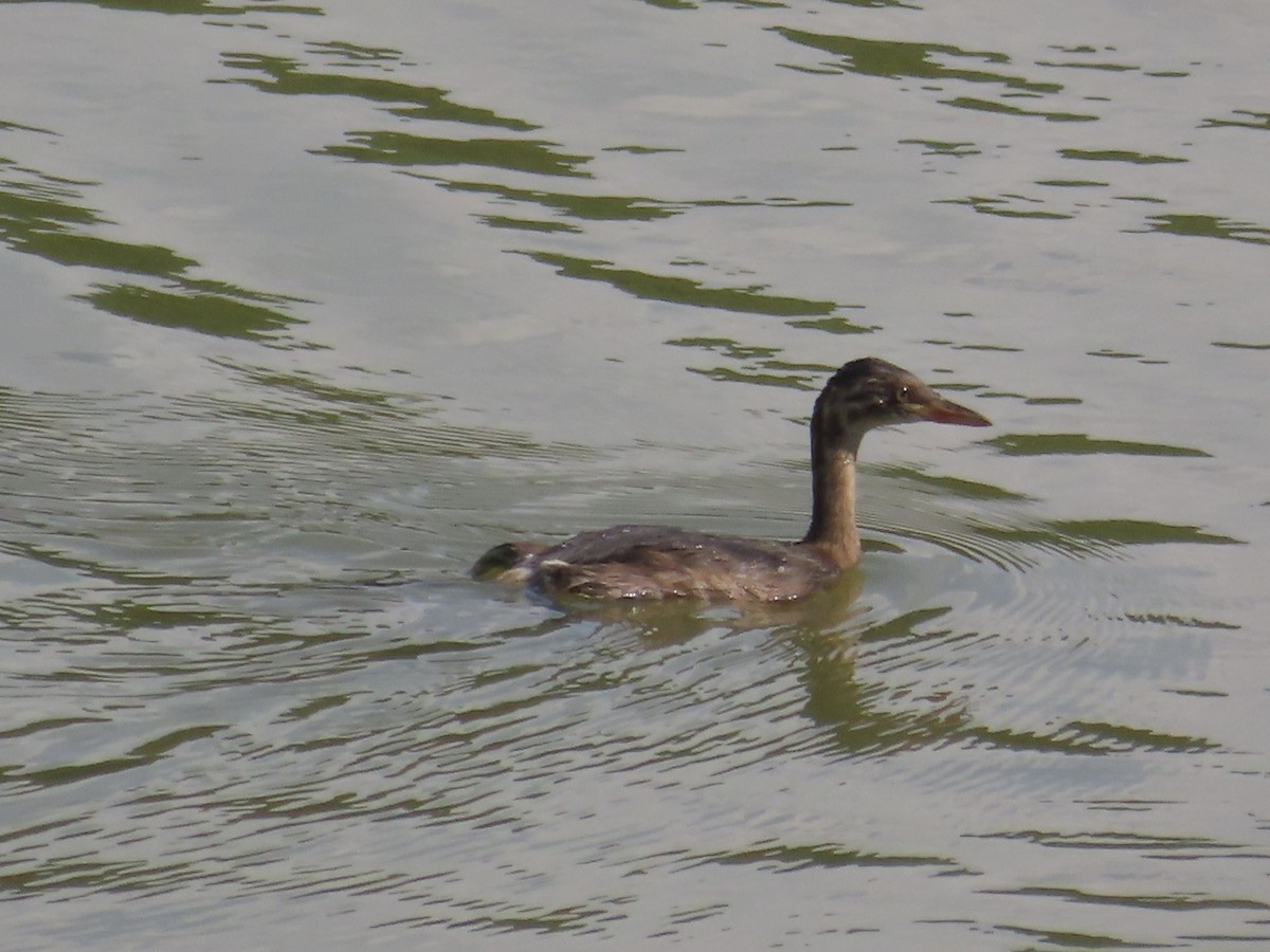 Хурган шунгуур - ML646637447