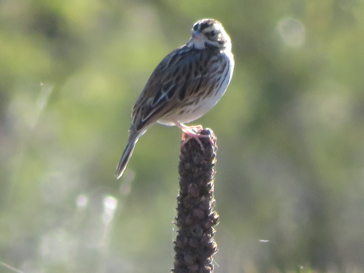 Savannah Sparrow - ML646637451