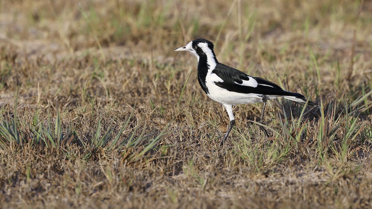 Magpie-lark - ML646637454