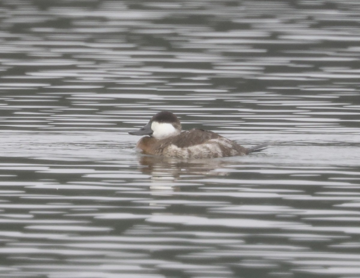 Ruddy Duck - ML646637456