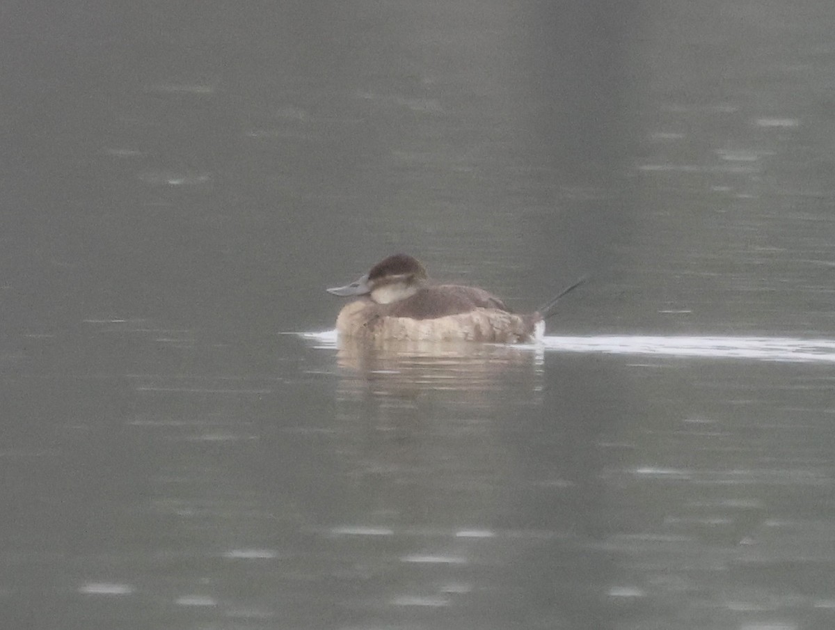 Ruddy Duck - ML646637463
