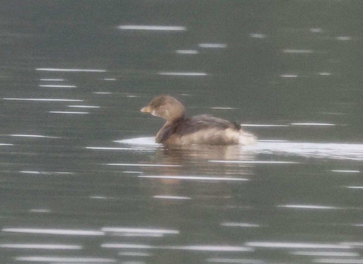 Pied-billed Grebe - ML646637465