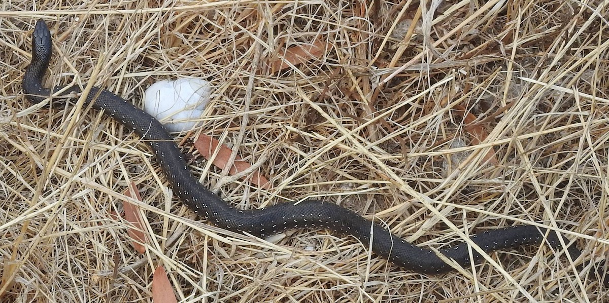 Animaux - ML646637468