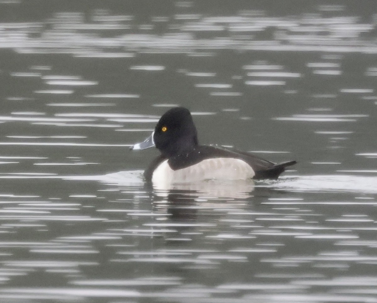 Ring-necked Duck - ML646637469