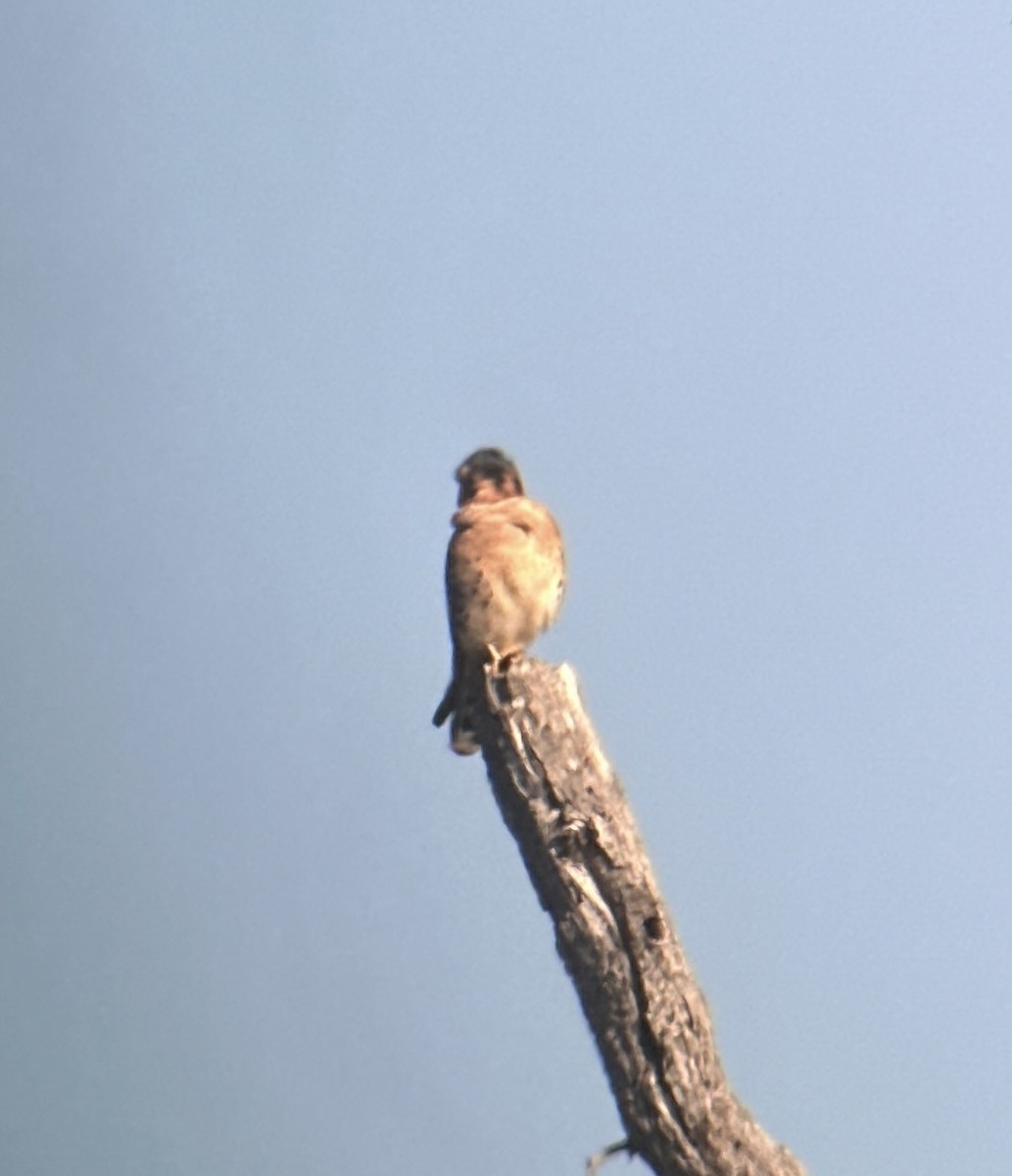 American Kestrel - ML646637470