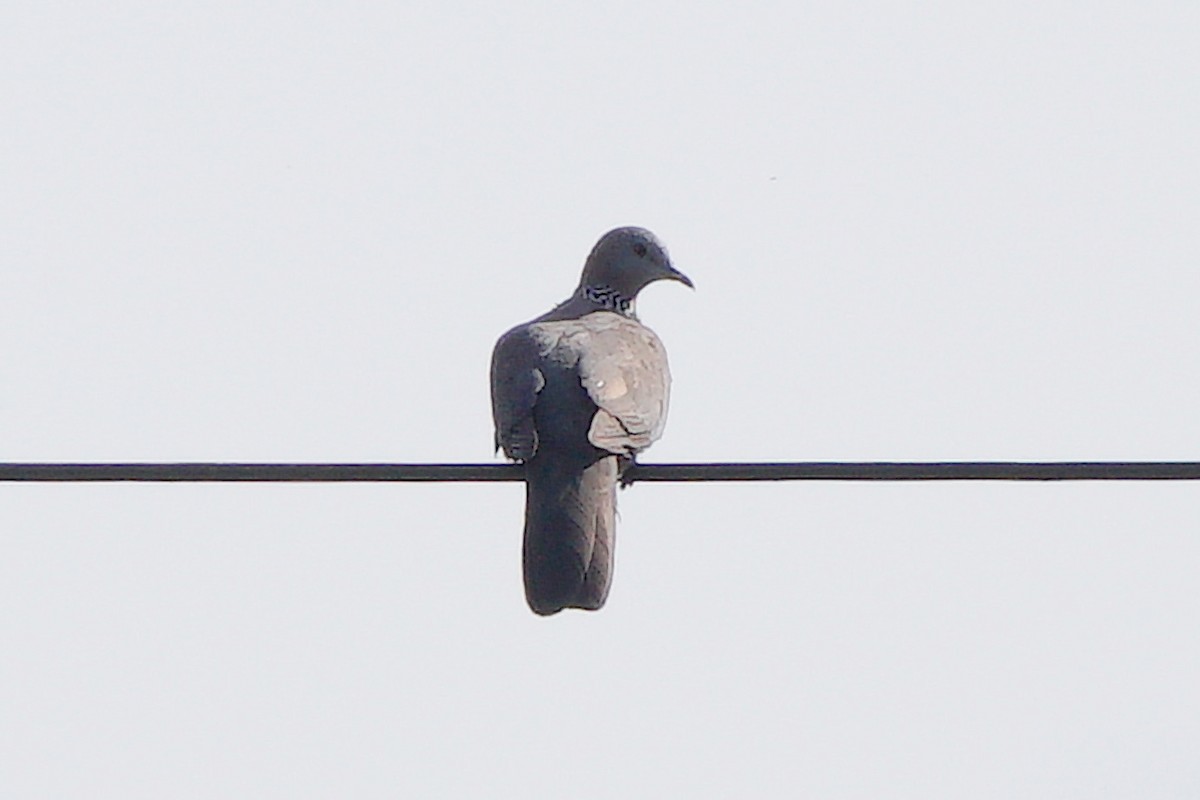 Spotted Dove - ML646637472