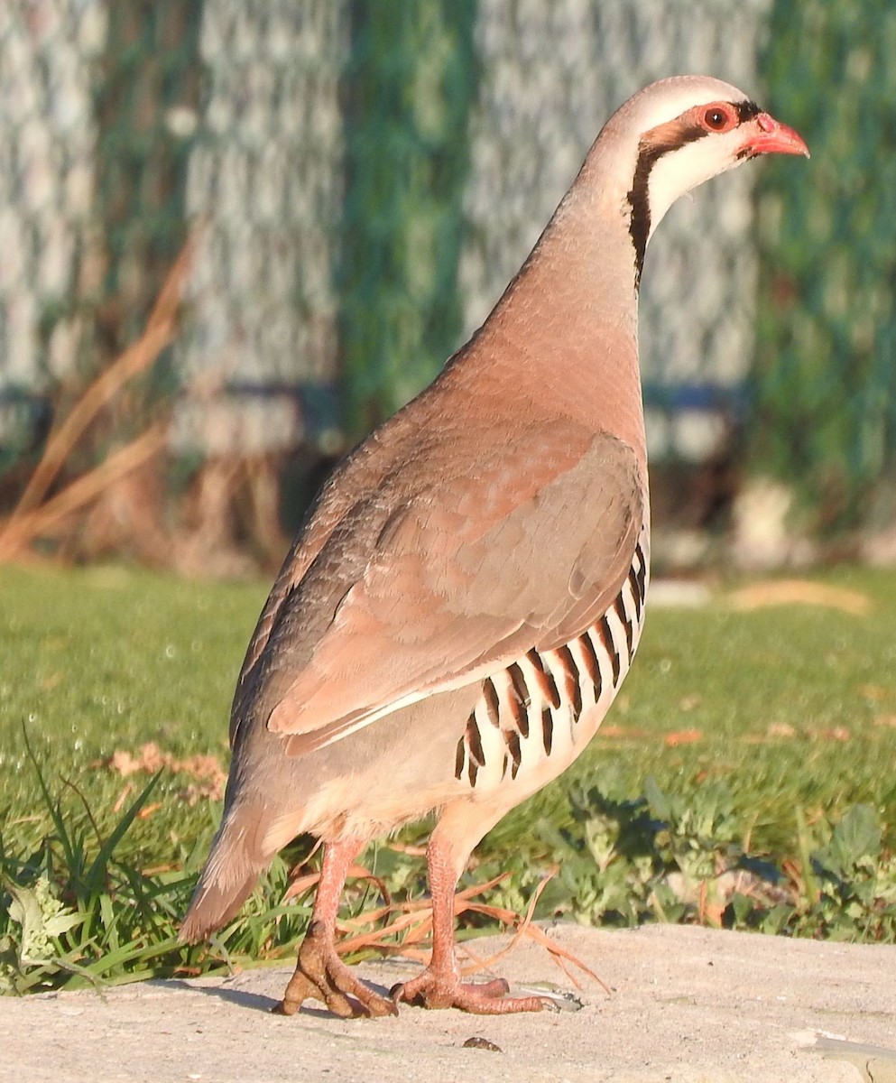 Perdrix choukar - ML646637473