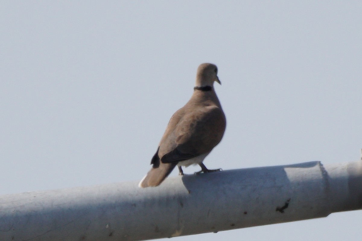 Red Collared-Dove - ML646637480