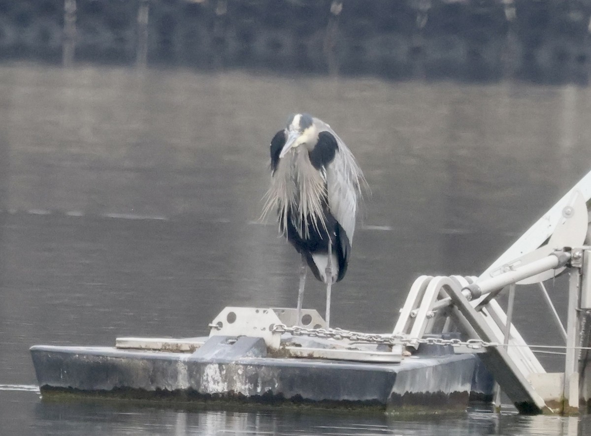 Great Blue Heron - ML646637481