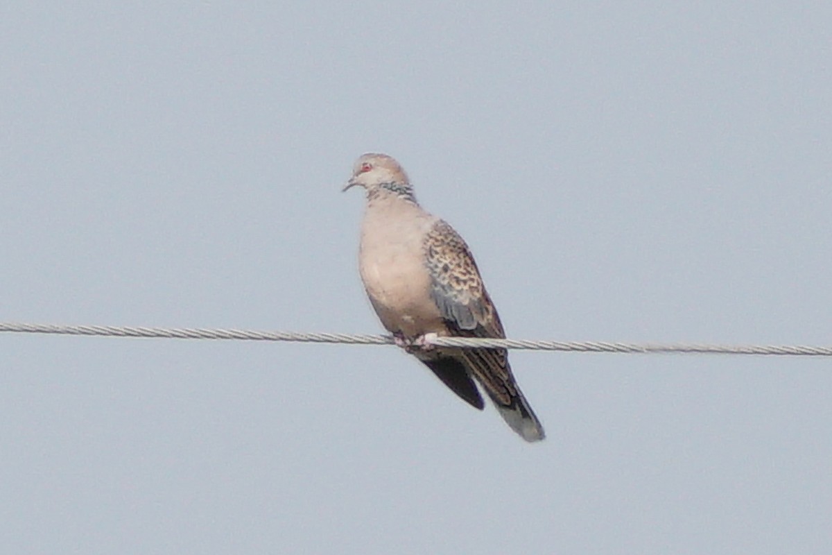 Oriental Turtle-Dove - ML646637484