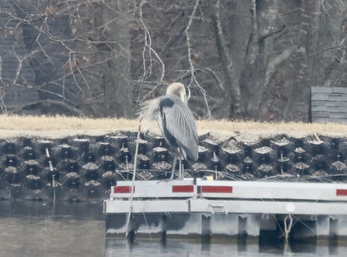 Great Blue Heron - ML646637485