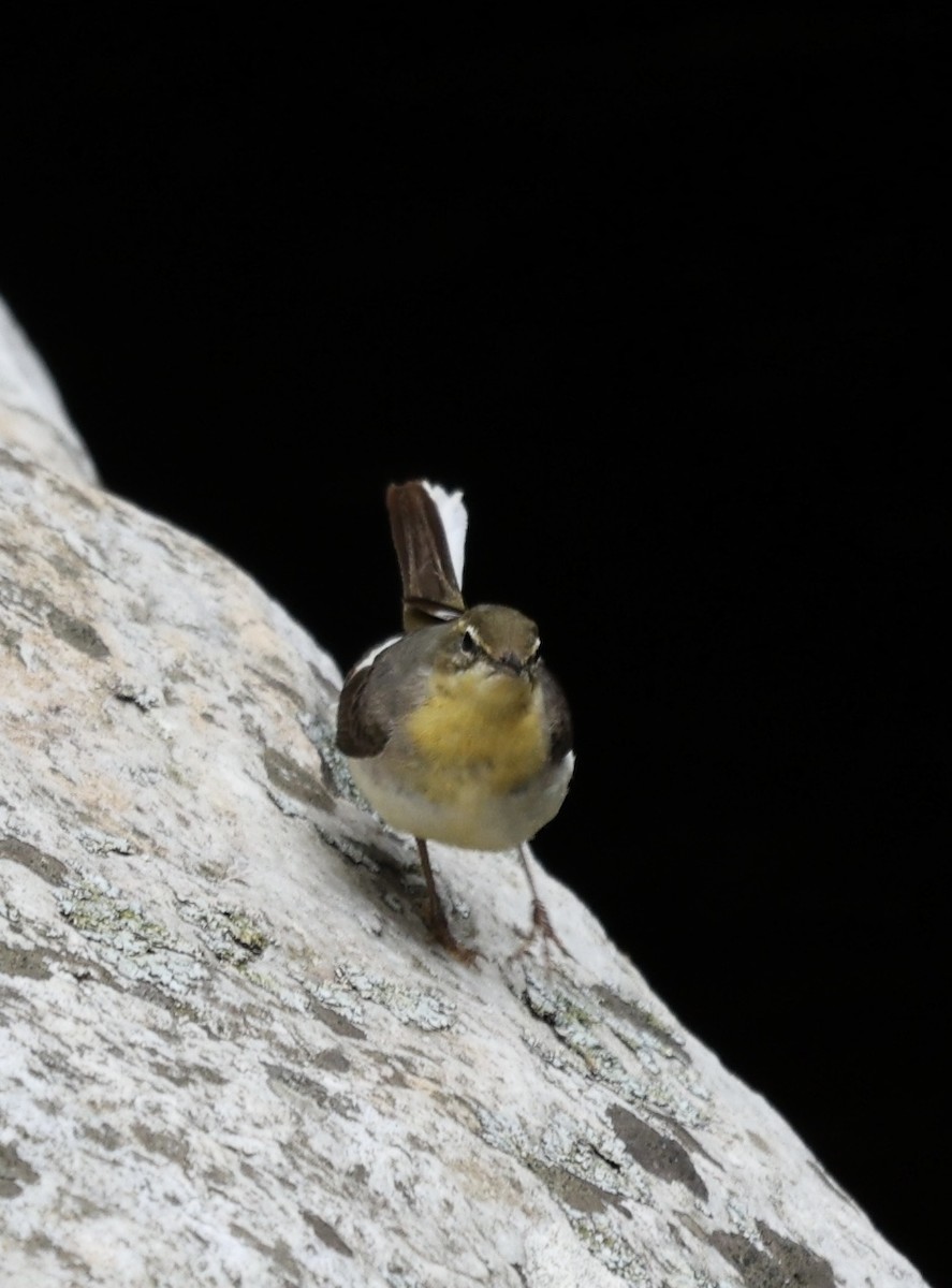 Dağ Kuyruksallayanı - ML646637486