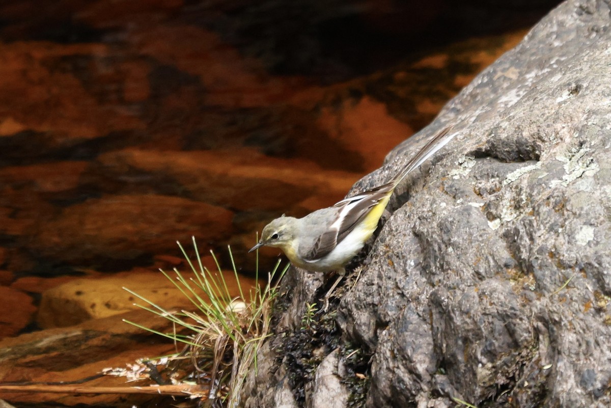 Dağ Kuyruksallayanı - ML646637487