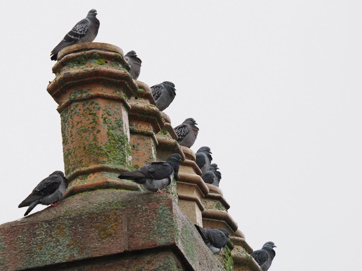 Haitz-usoa - ML646637488