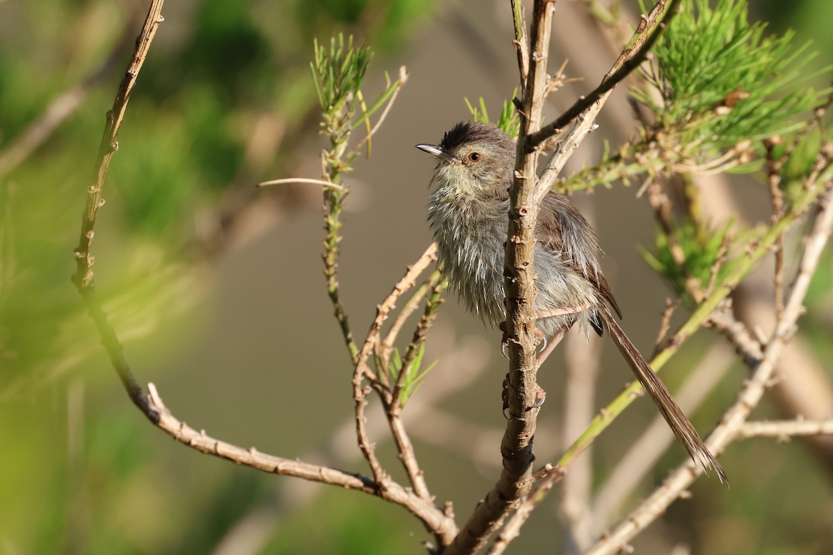 Prinia del Karoo - ML646637489