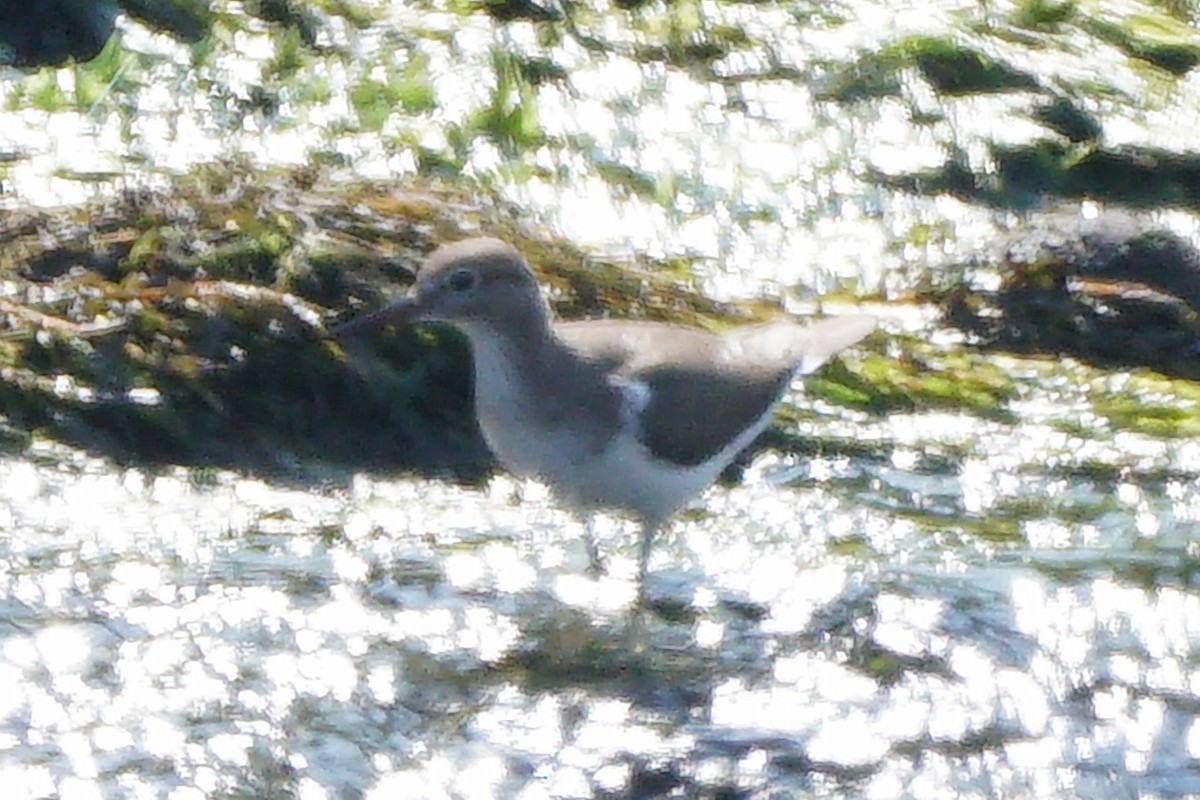 Common Sandpiper - ML646637490