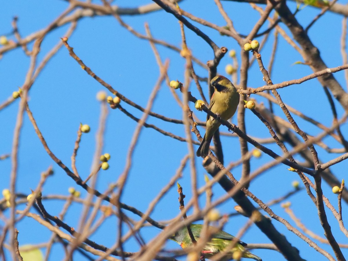 Moineau flavéole - ML646637491