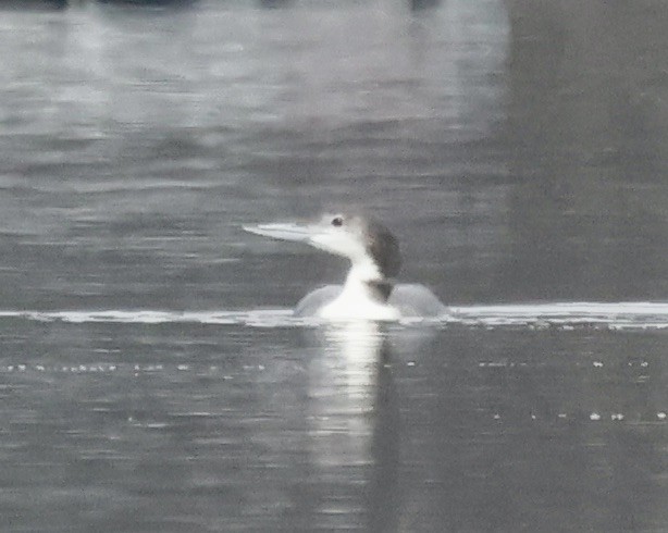 Common Loon - ML646637492