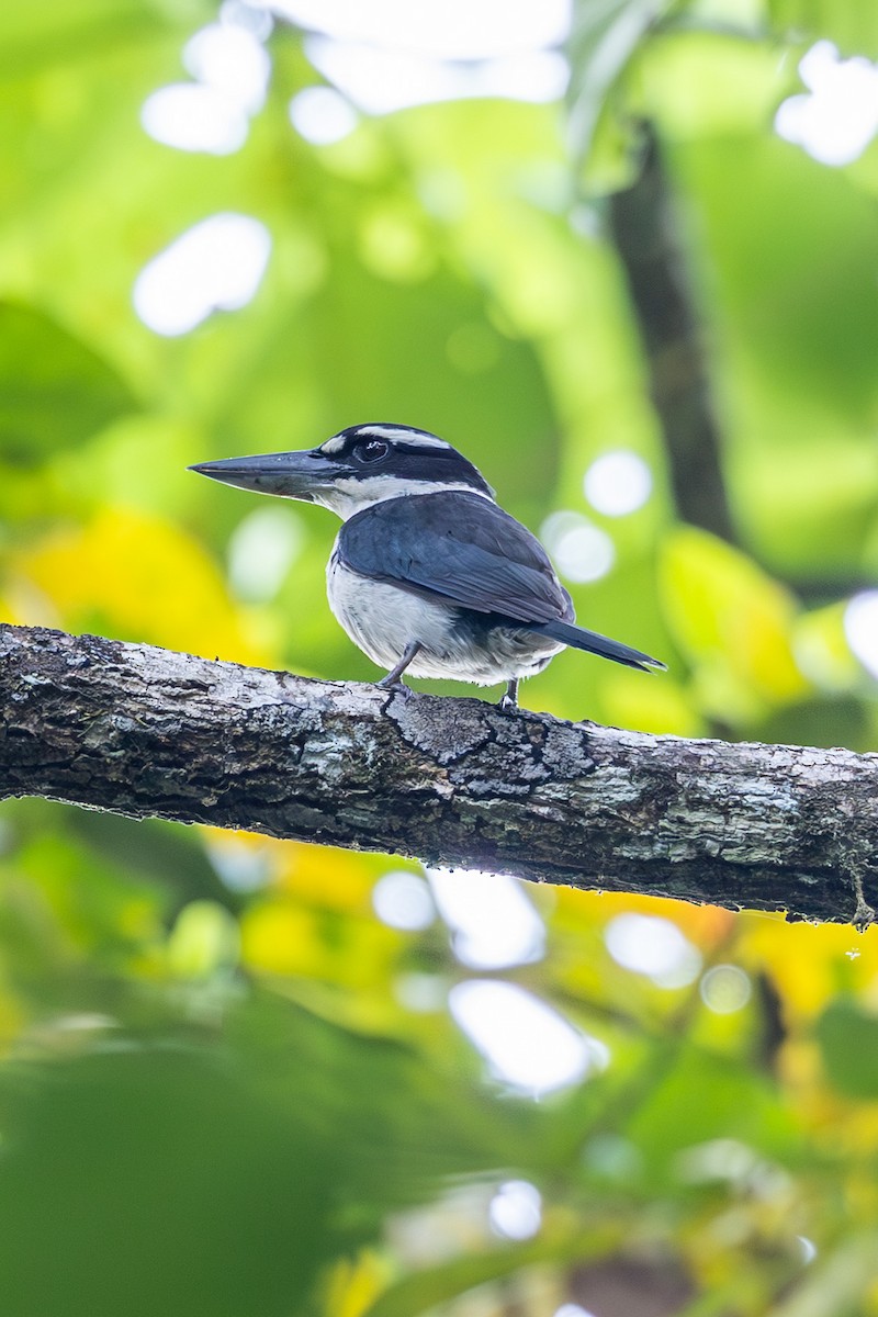 Sombre Kingfisher - ML646637493