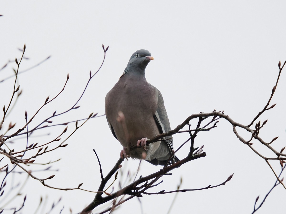 Pagausoa - ML646637494