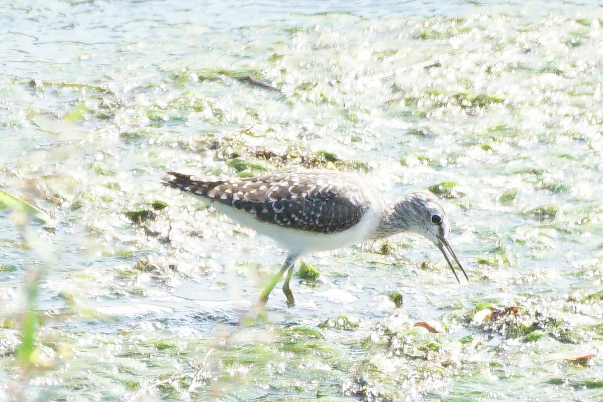 vodouš bahenní - ML646637496