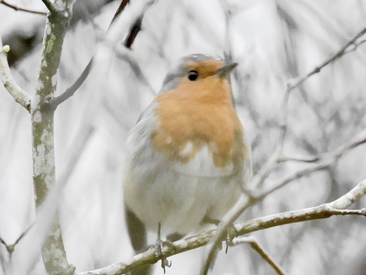 Txantxangorria - ML646637497