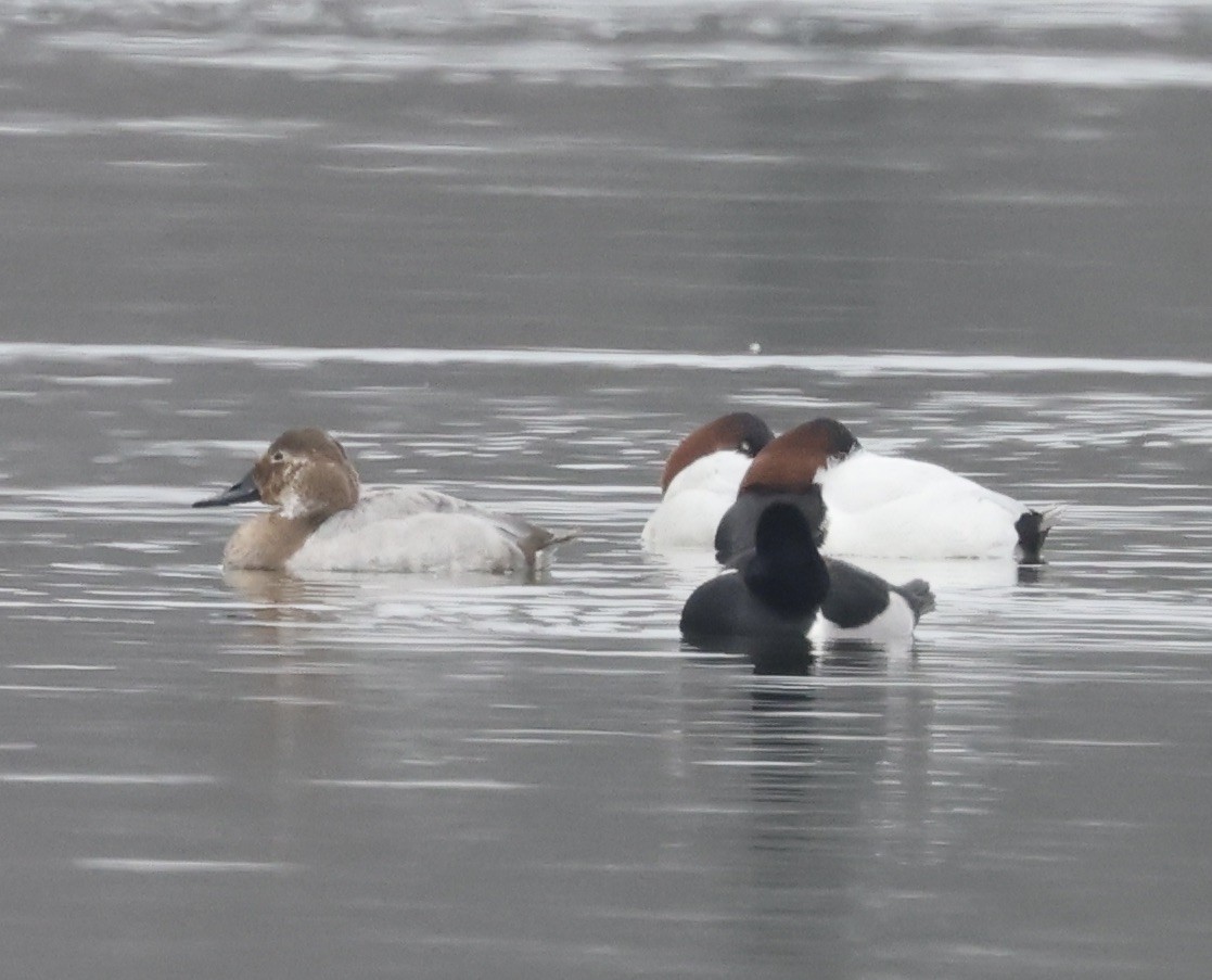 Canvasback - ML646637499