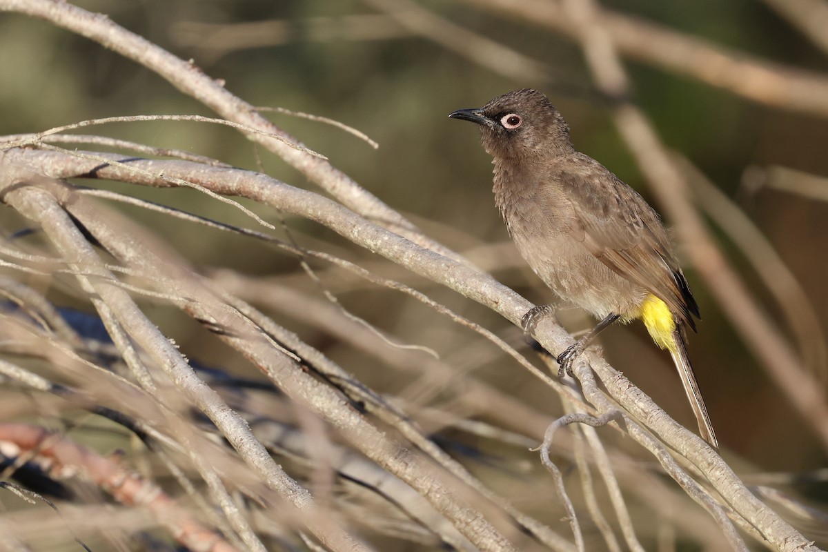 Bulbul de El Cabo - ML646637500