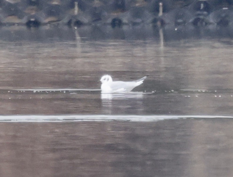 Bonaparte's Gull - ML646637505