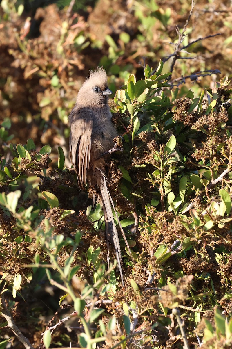 Pájaro Ratón Común - ML646637506