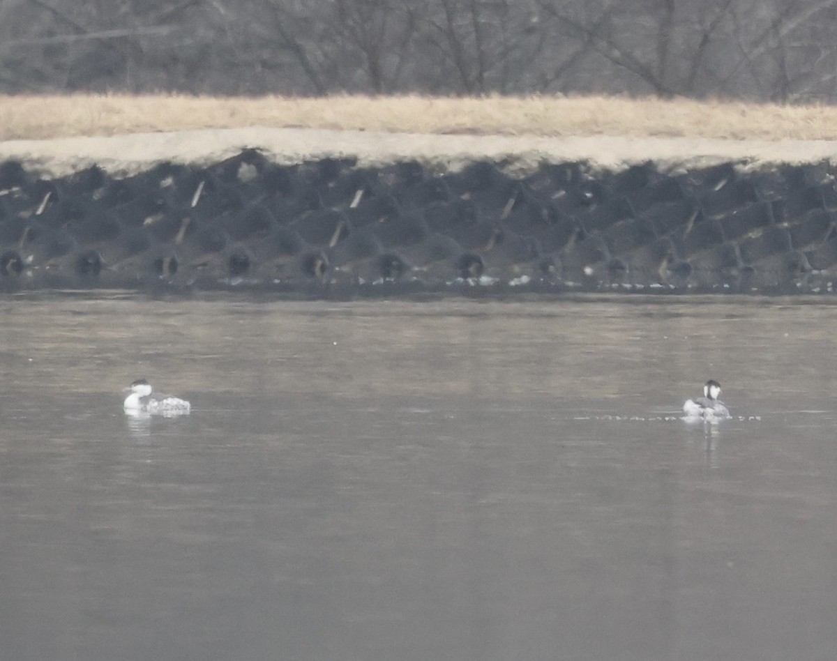 Horned Grebe - ML646637507