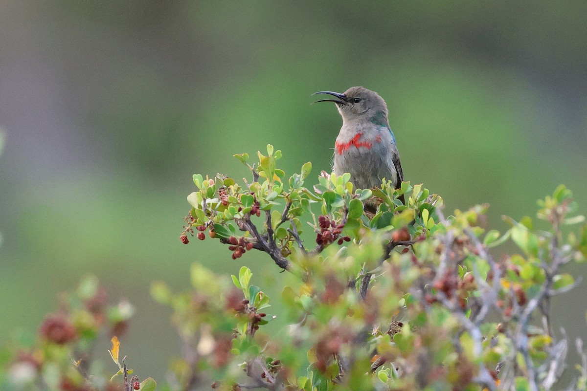Suimanga Acerado - ML646637510