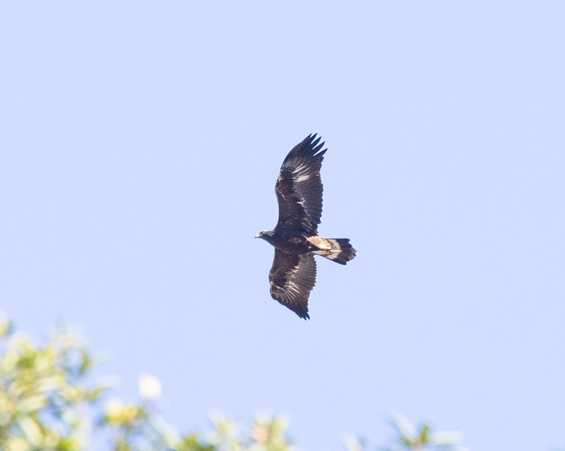 Golden Eagle - ML646637512