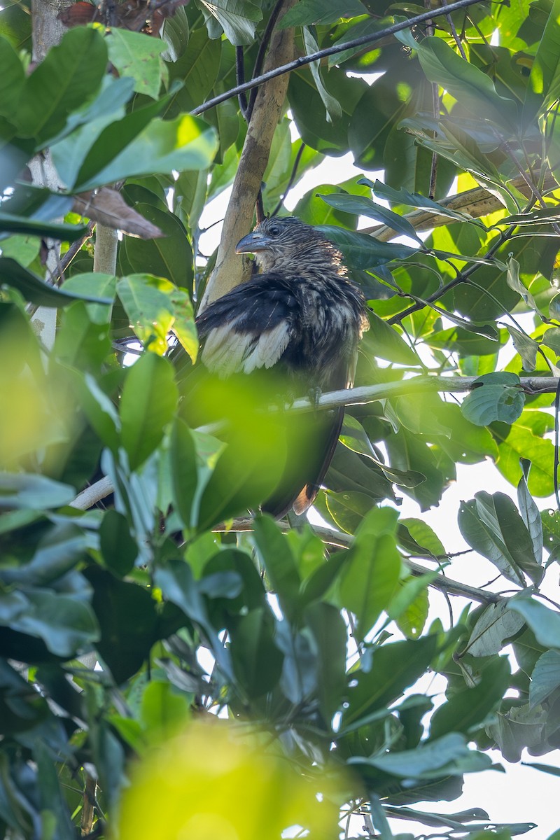 Goliath Coucal - ML646637513