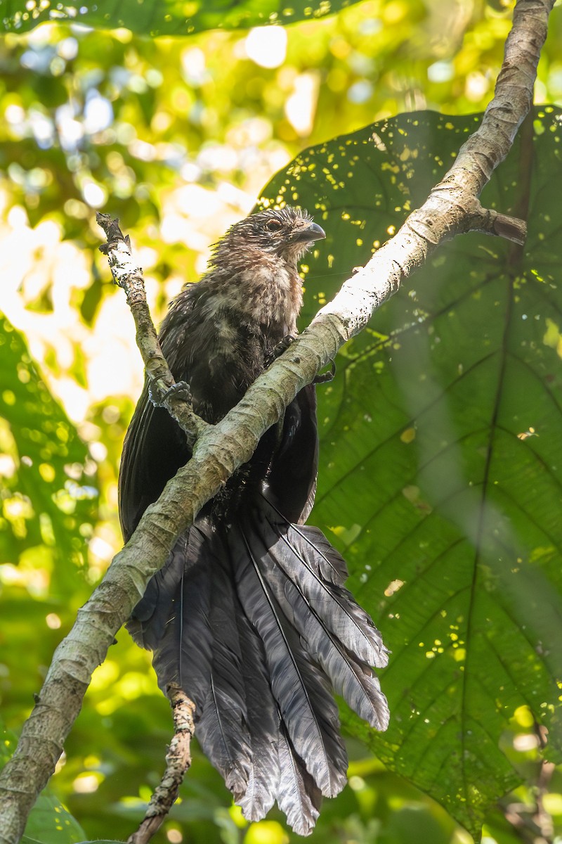 Goliath Coucal - ML646637514