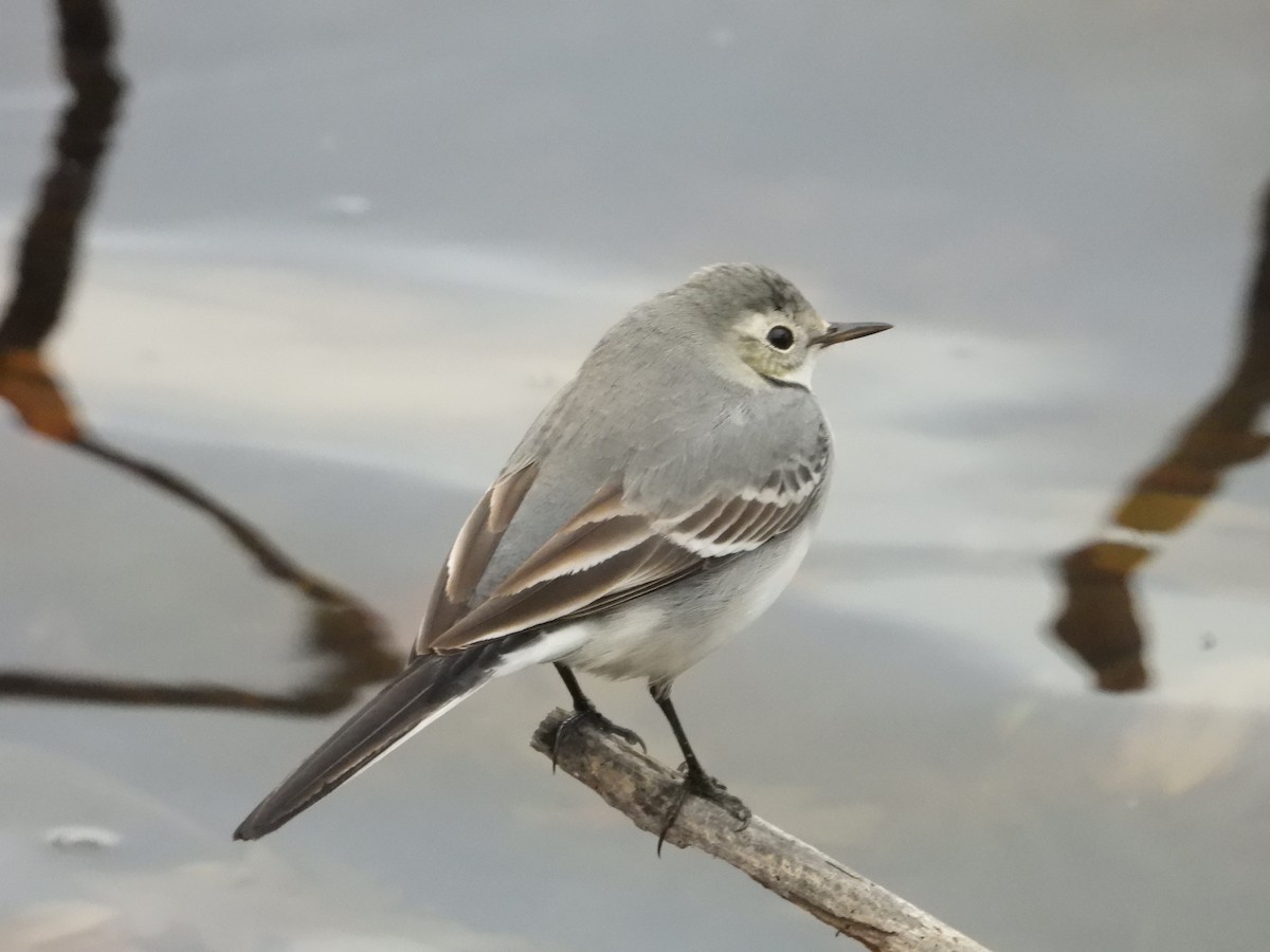 White Wagtail - ML646637515