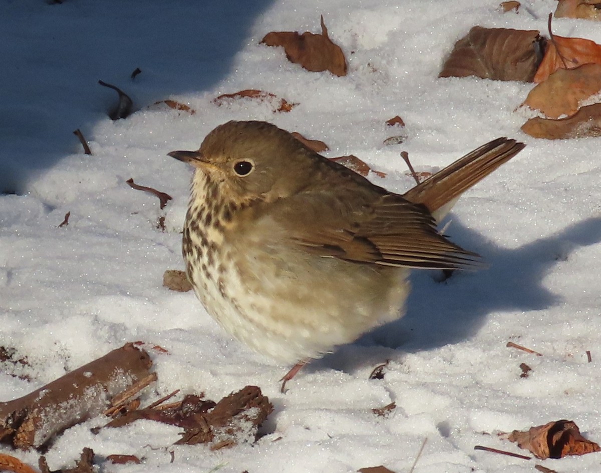 Hermit Thrush - ML646637516